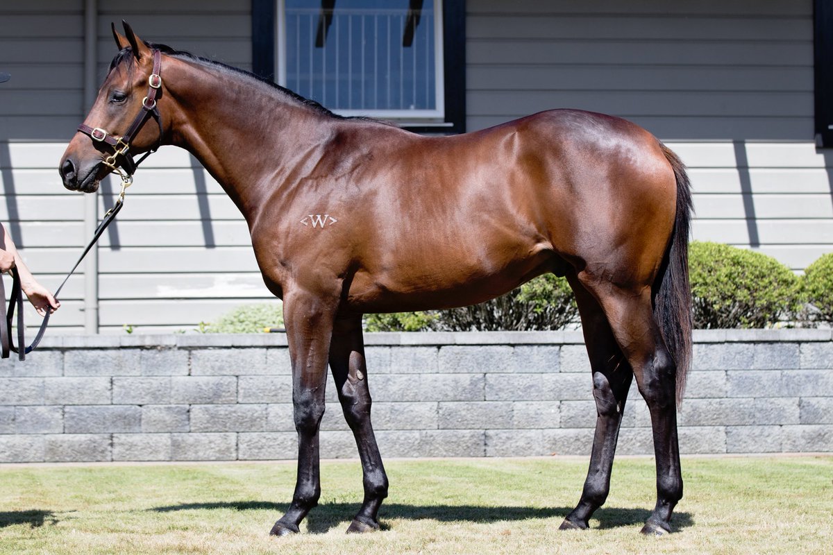 WestburyStud's tweet photo. Another nice yearling for @KarakaChat by first season sire Charm Spirit from Encosta de Lago mare Enduja #Lot 186 #goodlooker @dredvers @FahadAlthaniQR https://t.co/5L4cFouF7G