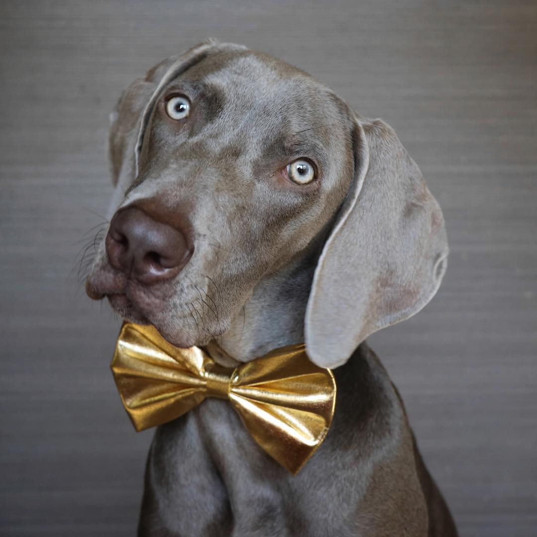 puplifted's tweet photo. Madison is all dressed up and ready to pawty. She's bidding furwell to 2017 and wishing everyone a safe and happy new year. 🎉🥂

🔗 https://t.co/fhjUEGZmPc
#️⃣ #weimaraner #dog #dogs #bowtie #happy #new #year #happynewyear #nye #happynewyear2018 #puppy #dogsoftwitter #doglover https://t.co/MAmvMnY7Ia