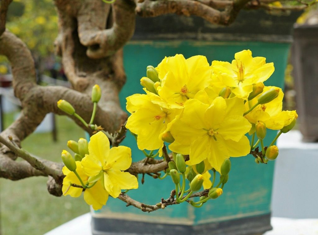 wikibonsai's tweet photo. #1 #Large #Cay #Mai #Vang (#Ochna #Integerrima) #Vietnam #Bonsai #Tree ##14 - https://t.co/zGjLbkeL0N #Juniper #JuniperusBrevifolia #JuniperusPhoenicea https://t.co/dSVsaRuA3L