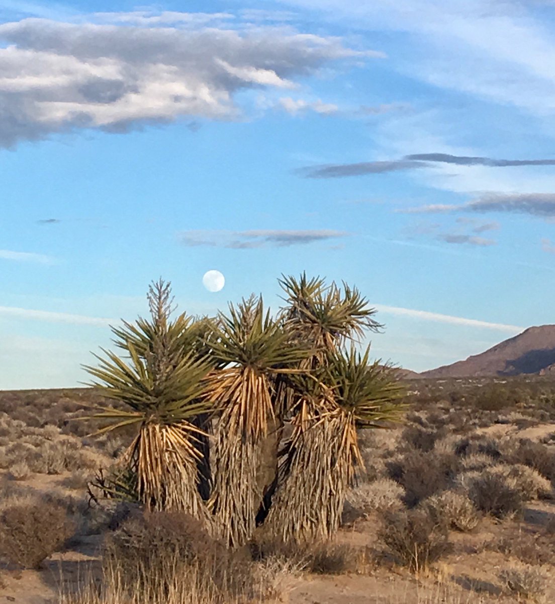 rikskids's tweet photo. Last Sunset of 2017; First Moon of 2018 #later2017 #NYE2018 #joshuatree #NationalPark #California https://t.co/4G3zYmr0kn