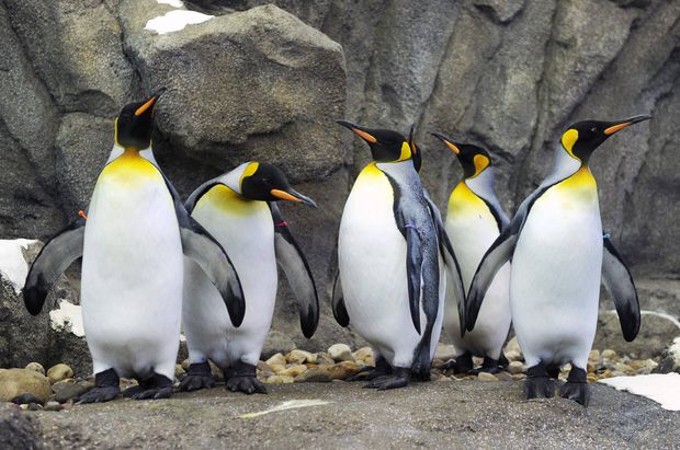 globeandmail's tweet photo. Calgary Zoo brings penguins indoors because of frigid temperatures
https://t.co/UkKKAAVJjr https://t.co/DuY4SE6NVh