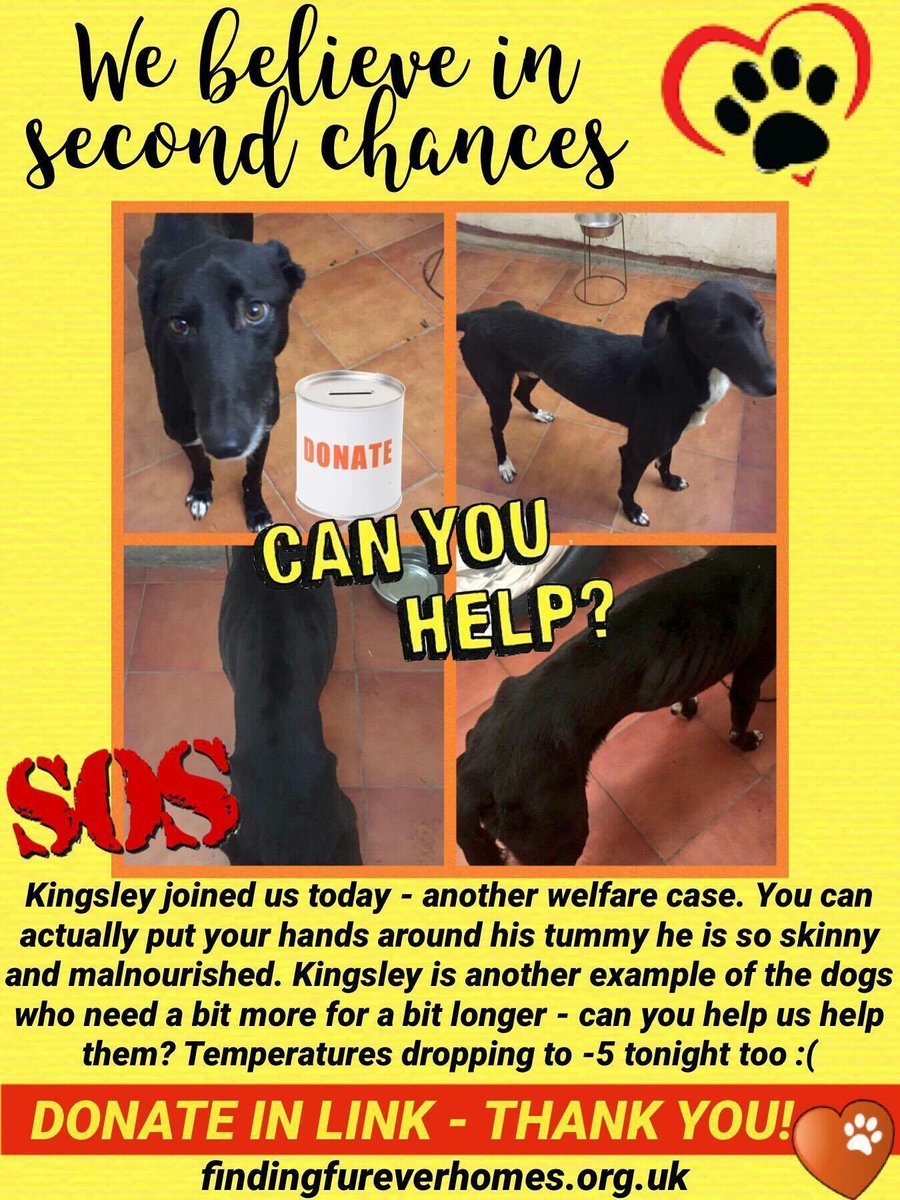Would you sponsor a kennel? Just £5 a week keeps a  rescue dog like 🐾KINGSLEY🐾 safe until he's well enough to rehome.  findingfureverhomes.org.uk/sponsor-a-kenn… the world. 
.