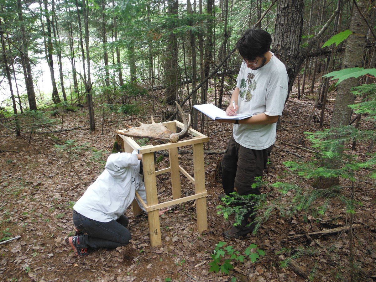 AlgonquinWRS's tweet photo. @HowardRundle4 @Algonquin_PP .#YearInReview2017: We witnessed the trials &amp; tribulations of grad student Chris Angell as he replicated rainfall w/ spray bottles, markers tapping on #moose antlers to prompt fly larvae emergence. #Success! (2/n)
#Antlerfly #Entomology #FieldSeasonInReview2017 #AlgonquinPark https://t.co/pZiytI285s