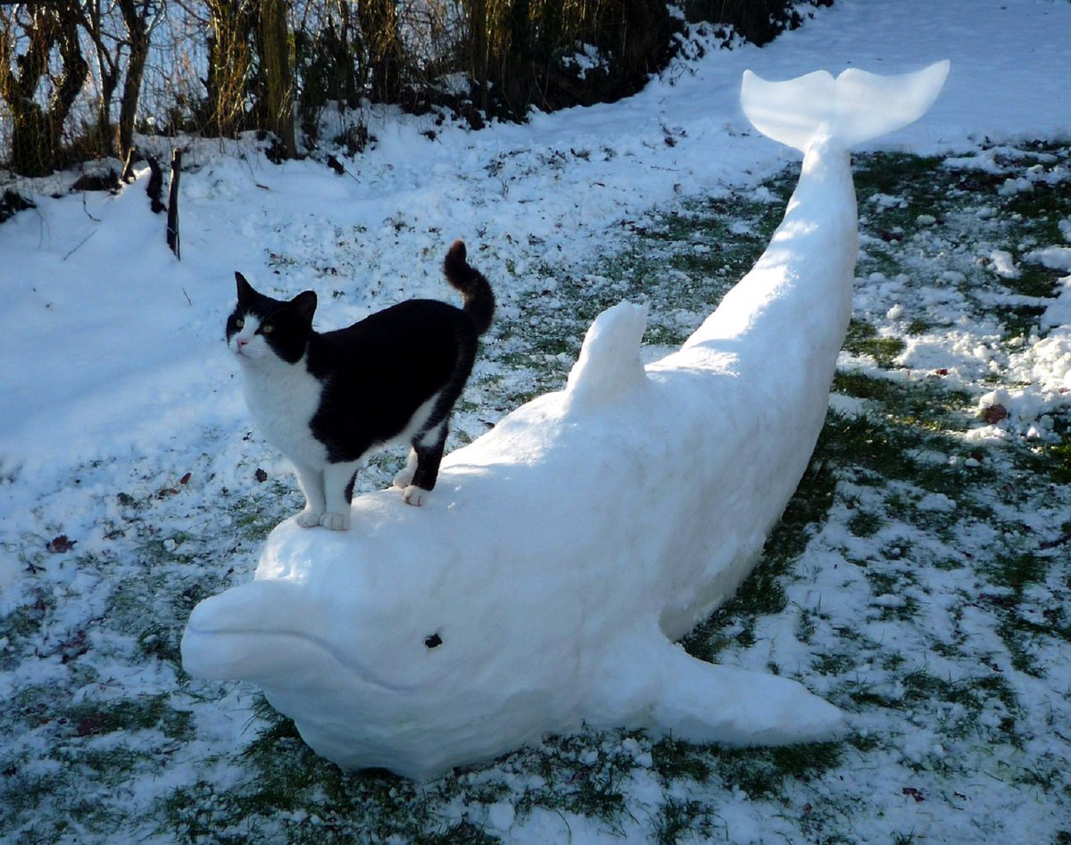 Quad_Finn's tweet photo. Need some 2018 New Year's Resolutions? Start with pledging to stop using plastic straws &amp; shopping bags, lowering your household carbon emissions, switch from eating meat to a plant-based diet, boycott theme parks like @SeaWorld and block drilling in the Arctic! #HappyNewYears https://t.co/iifTDbCdLM