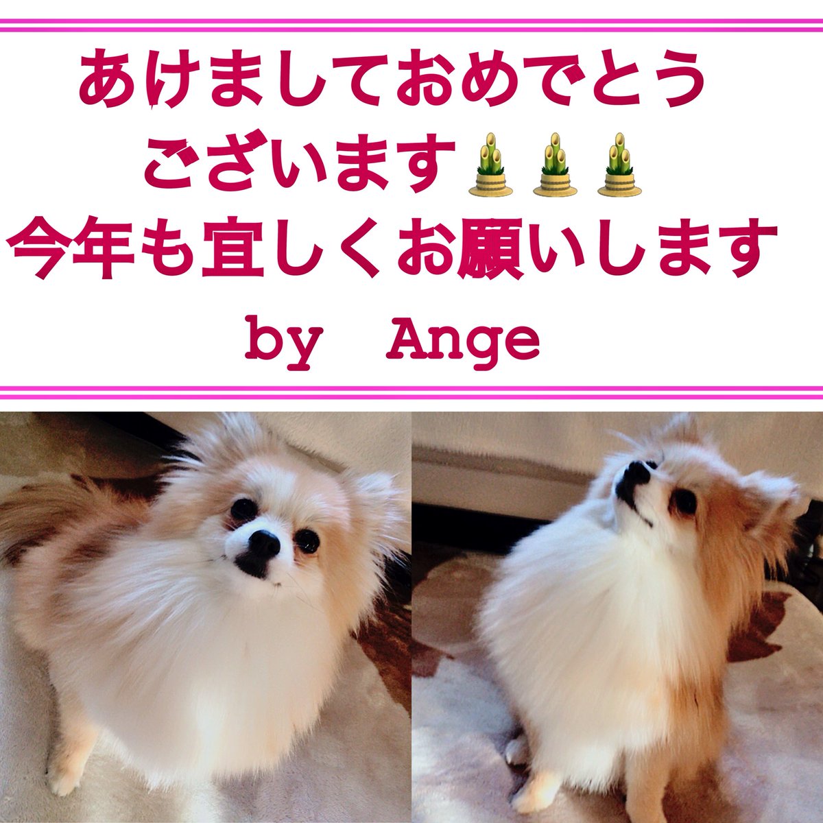 Ange_33333's tweet photo. #ポメラニアン #愛犬 #去年もお世話になりました  #犬好きさんと繋がりたい #今年もよろしくお願いします #2018年 https://t.co/H7WpTLpD9p