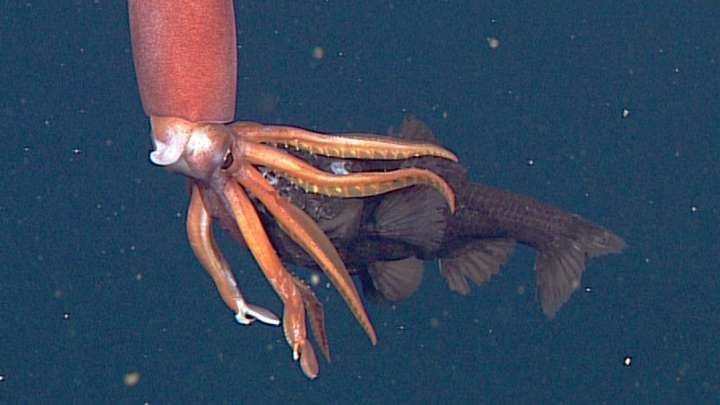 theoceanproject's tweet image. Videos capture the strange world of deep-sea food chains buff.ly/2DgepjR