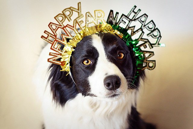 AsunaSeijuro's tweet photo. Bonne année a tout les chiens a et également au autres animaux, j’espère qu'il on eu un très beau Noël eux aussi #HappyNewYear #HappyNewYear2018 #BonneAnnee2018 #BonneAnnee #Chien #Dog #AmourDeChiens #LoveIsDogs 🐶🎆😘 https://t.co/pHPnu1FWUN