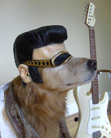 malekalby's tweet photo. #ItsNotNewYearsUntil Elvis has left the building.  
RT @gigirules7   " https://t.co/F8JNzDb23o"