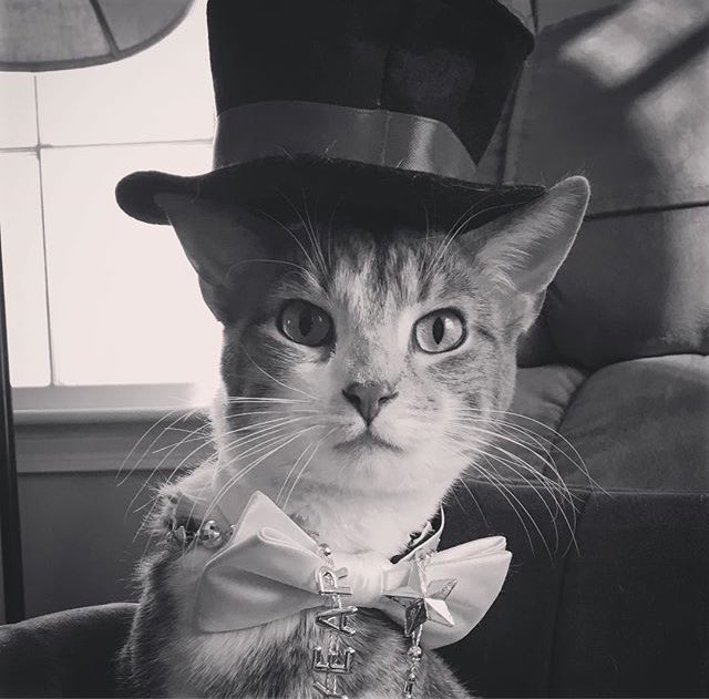 We’re all about the yellow, but  this one’s black &amp; white,
Wishing all of our friends a wonderful New Year’s Night! 

#newyearseve #yellowhatsforcats #happynewyear 📷: IG anton_the_dapper_cat