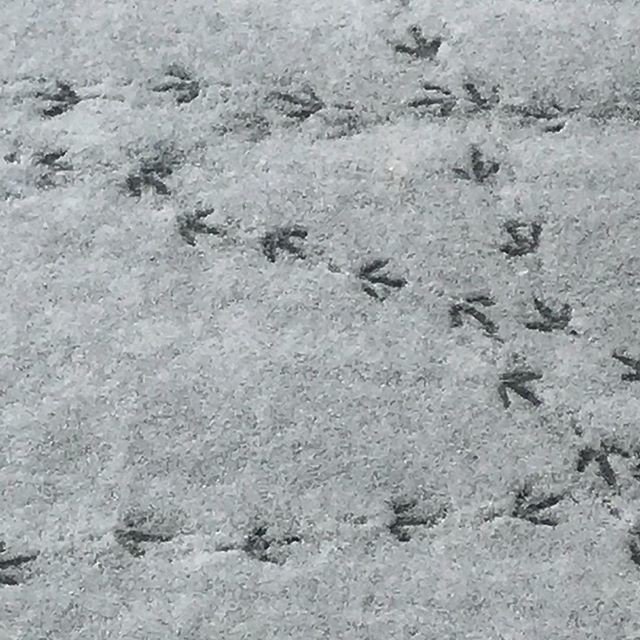 GForsterDesigns's tweet photo. #snowbirds #tinysteps #winter #birdlover ❤️❄️ #instanature #instawinter #instabird #instawinterwonderland https://t.co/raJtpnccWL