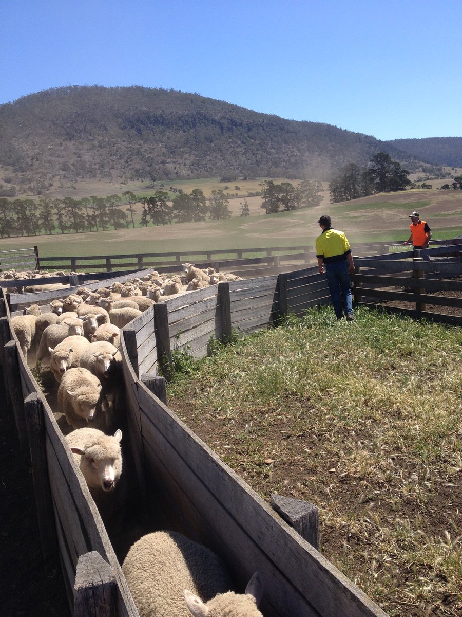 There are many great examples of quality produce being value added from paddock to plate. When it’s your own it’s very satisfying. #paddocktoplate #lamb #grains #cranstolambbaa #taste <a href="/lostpippin/">Lost Pippin</a>