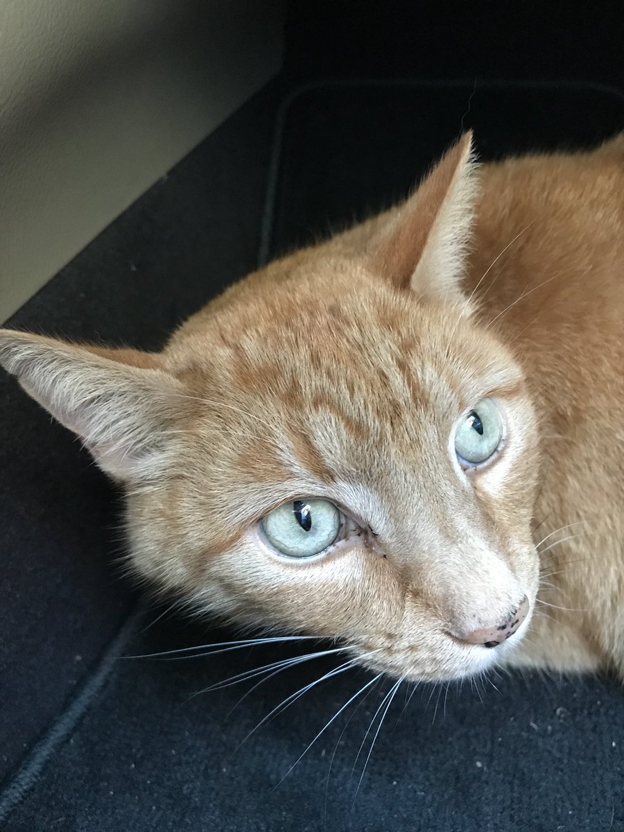 Chief Leanne Joe tweet media