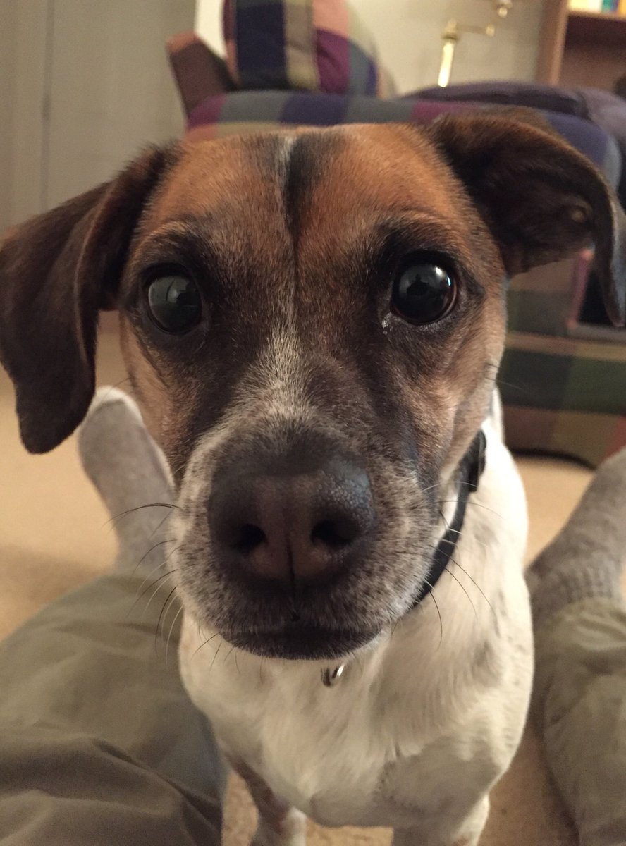 Staying in and celebrating the 2nd #pupiversary with Tilde. Too bad it always ends in fireworks.💥