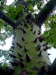 "Todos podemos ser.una ceiba en este 2018". Se los comparto m.facebook.com/story.php?stor…