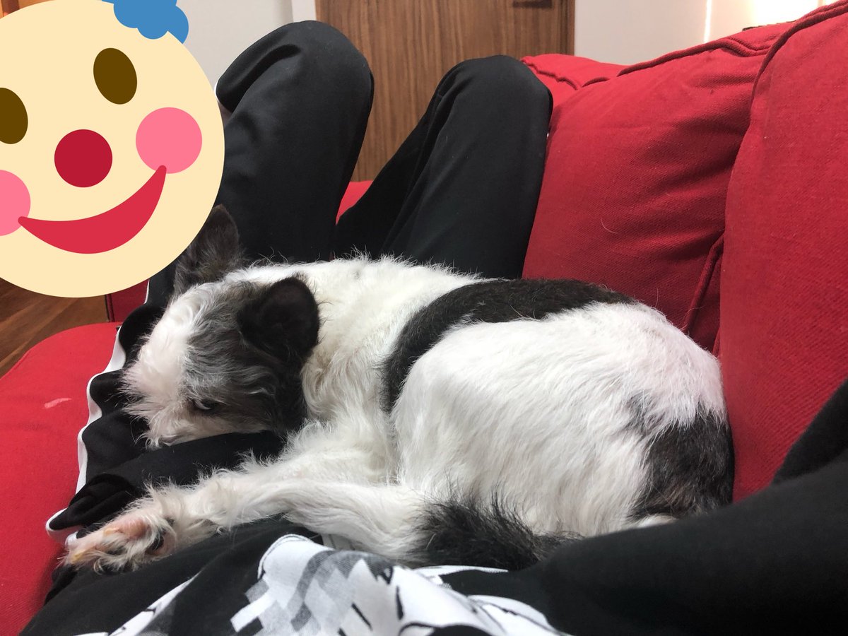 MKUN__'s tweet photo. あけおめ🌅
今年の主役🐶 https://t.co/hHCmz0SRiH