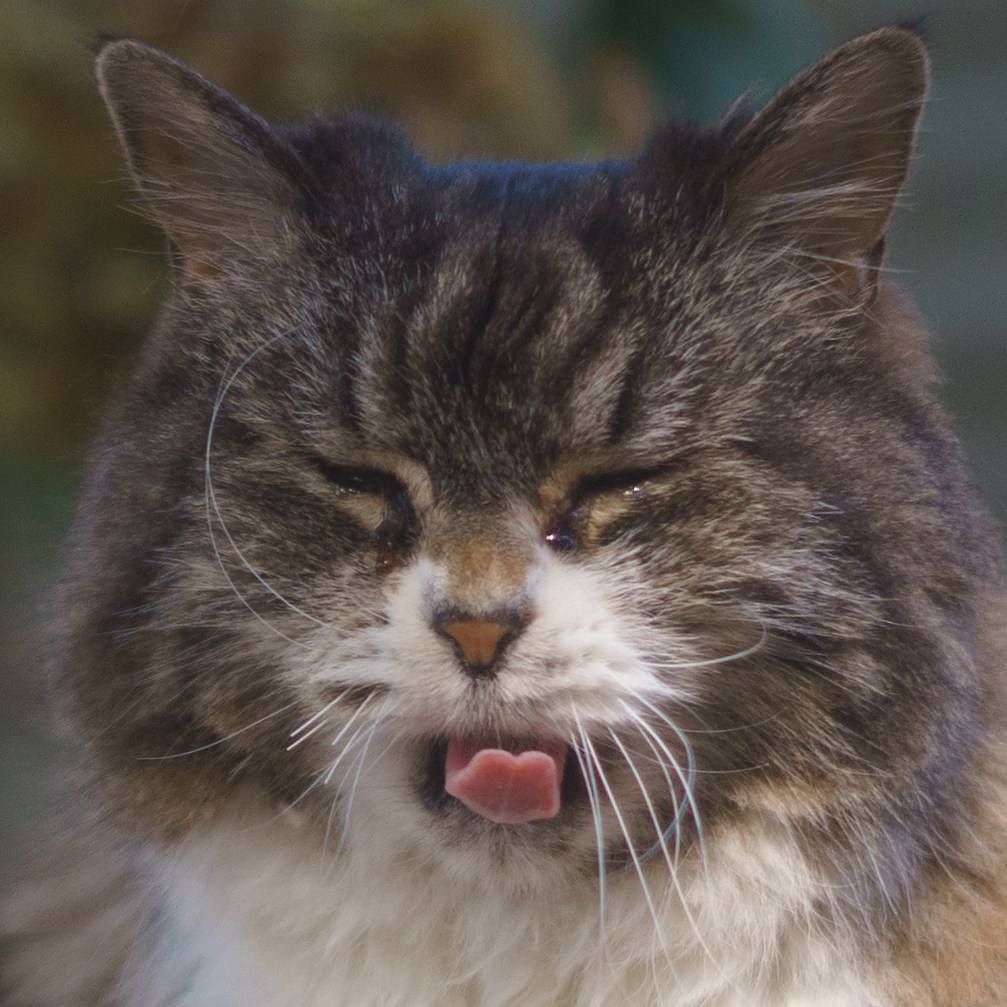 catmapper's tweet image. Unknown name older fellow #catmapper ift.tt/2q5E0dz