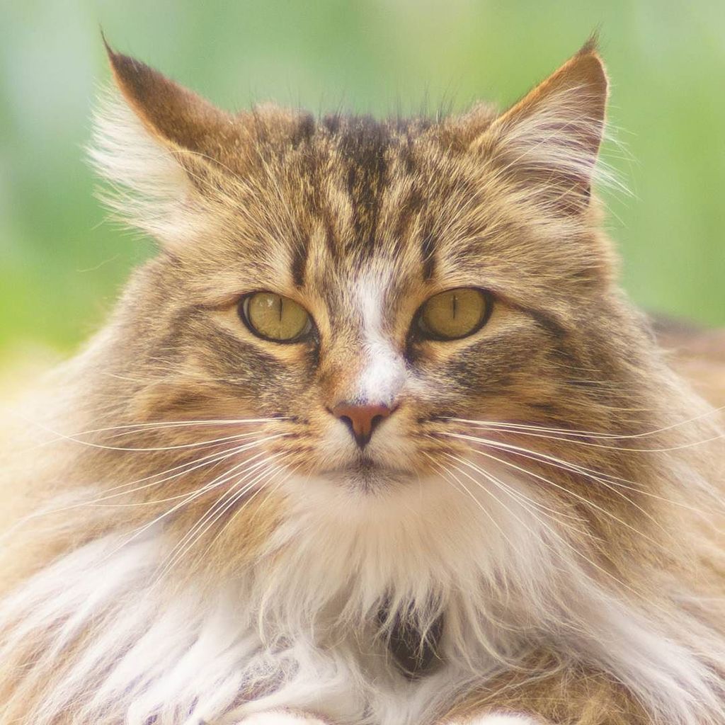 catmapper's tweet image. Nuka the cat #catmapper ift.tt/2DDqjnZ