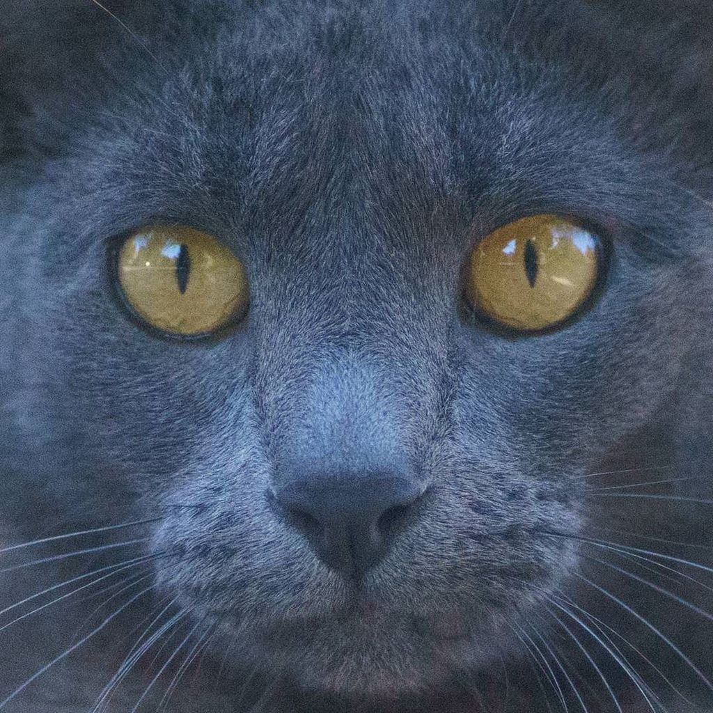 catmapper's tweet image. Sidewalk friend #catmapper ift.tt/2lxJAj3