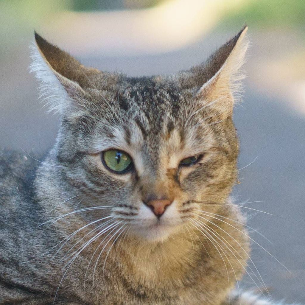 catmapper's tweet image. Pickles the bobtail #catmapper ift.tt/2Cna2GN