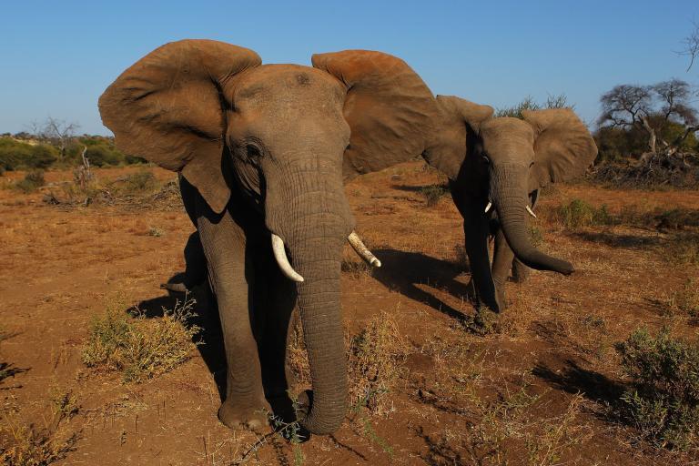 IvoryFreeOhio's tweet photo. China Shuts Down Its Legal Ivory Trade https://t.co/aSPmI17YK6 https://t.co/ixwIES1d3a