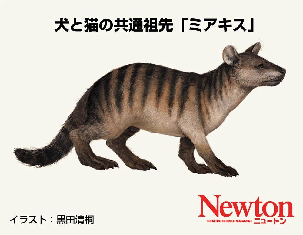 つまり戌年は猫年でもある？科学雑誌ニュートンによると犬と猫の祖先は同じ動物ｗ