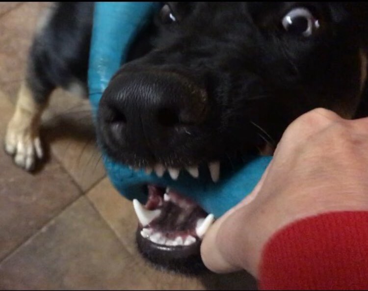 LeRoyTheTornado's tweet photo. My mom is brrraaaaaaave!!
🌪🐾🐾 #tornadowithteeth #PlayTugWithMe #dogslife #puppies #dogs #HappyNewYear 🎉🎊💫 https://t.co/KP2AtHTrYX