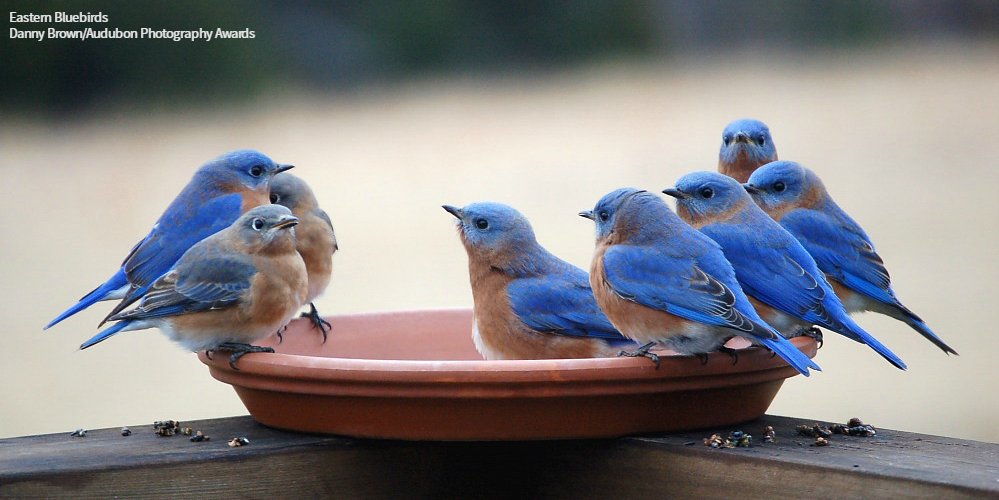 audubonsociety's tweet photo. Happy #NewYearsEve, everyone! May your 2018 be full of beautiful birds. https://t.co/sztLa0e1ZS