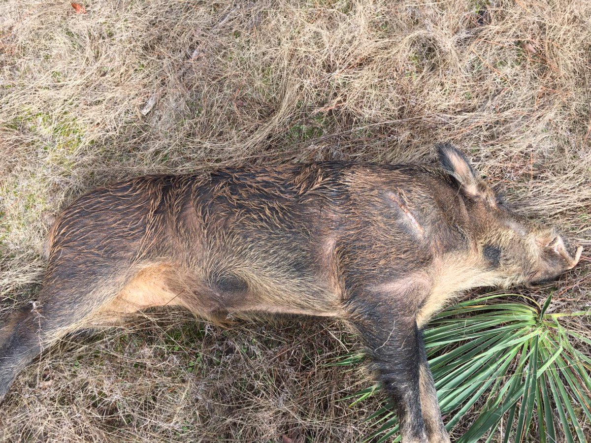 MrsCat03's tweet photo. @SmokinPork Feral hog my husband TomCat killed yesterday. He was 62 in from his nose to his nuts, and about 300lbs. He watches your show religiously! https://t.co/H47qlDNr8y