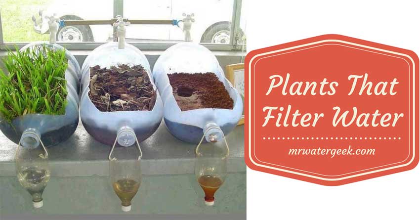 MrWaterGeek's tweet photo. #DIY #survivalist #SurvivalGuide #health 11 Plants That Filter #Water In The Most INSANE Ways - https://t.co/B5aUSdhu1M https://t.co/Fsjs1ptsG5