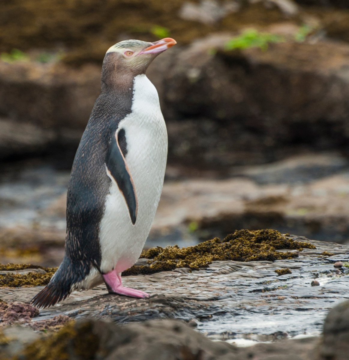 PCSTNetwork's tweet photo. Happy New Year from New Zealand! We hope to welcome you to our beautiful Dunedin beaches and wildlife during PCST 2018. Early bird registration closing 18 January! Register now at https://t.co/0SMYvitpKJ 

#PCST2018 #scicom https://t.co/TjMbXOu1wv