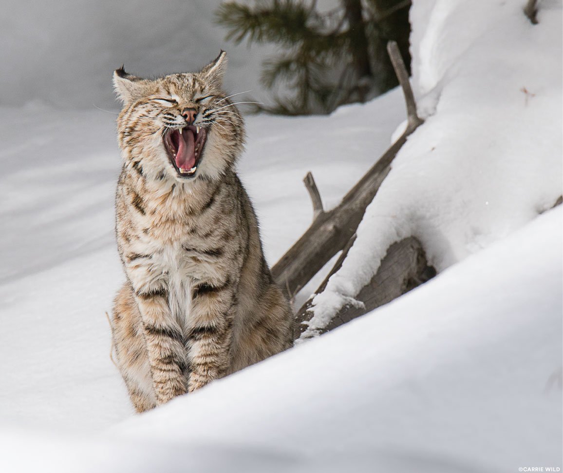 PantheraCats's tweet photo. Getting tired waiting for #midnight? From our wild cat family to yours, we wish you a very Happy New Year, wherever you are in the world! #happynewyear #actforcats https://t.co/zSdBmsX8O1