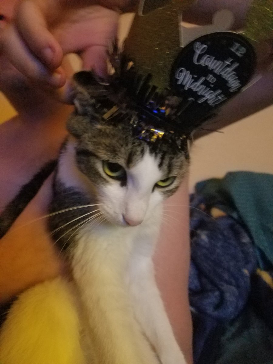 PetShenanigans's tweet photo. Happy New Year 😂😂😂😂 https://t.co/rlYMU8fg07