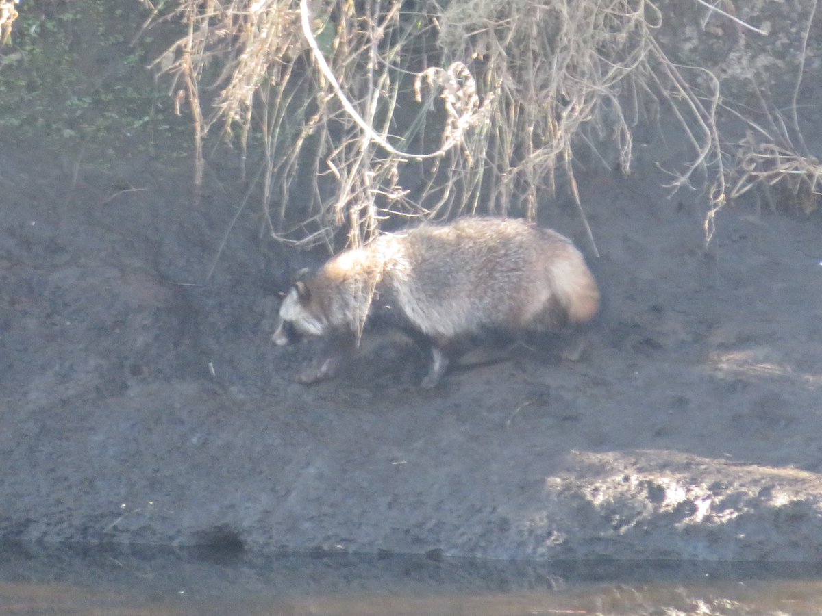 Yoshio Ichikawa タヌキ 現る 水際の陸地で休んでいた コガモ が 一斉に川の中に飛び込んで来た 一瞬だが動物の姿を目撃したので 野良猫がコガモを狙ったのかと思ったが しばらくすると去っていく タヌキ がいた 鶴見川1 1