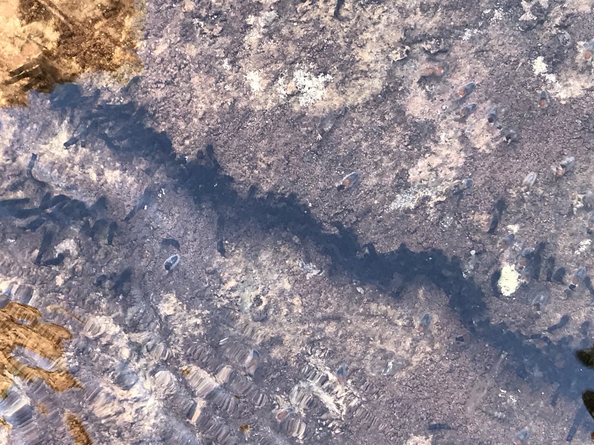 FrickWinifred's tweet photo. So much life in this desert river. Caddisfly larva? @mtbogan #Baja #Ligui https://t.co/IaRCBxnDjT