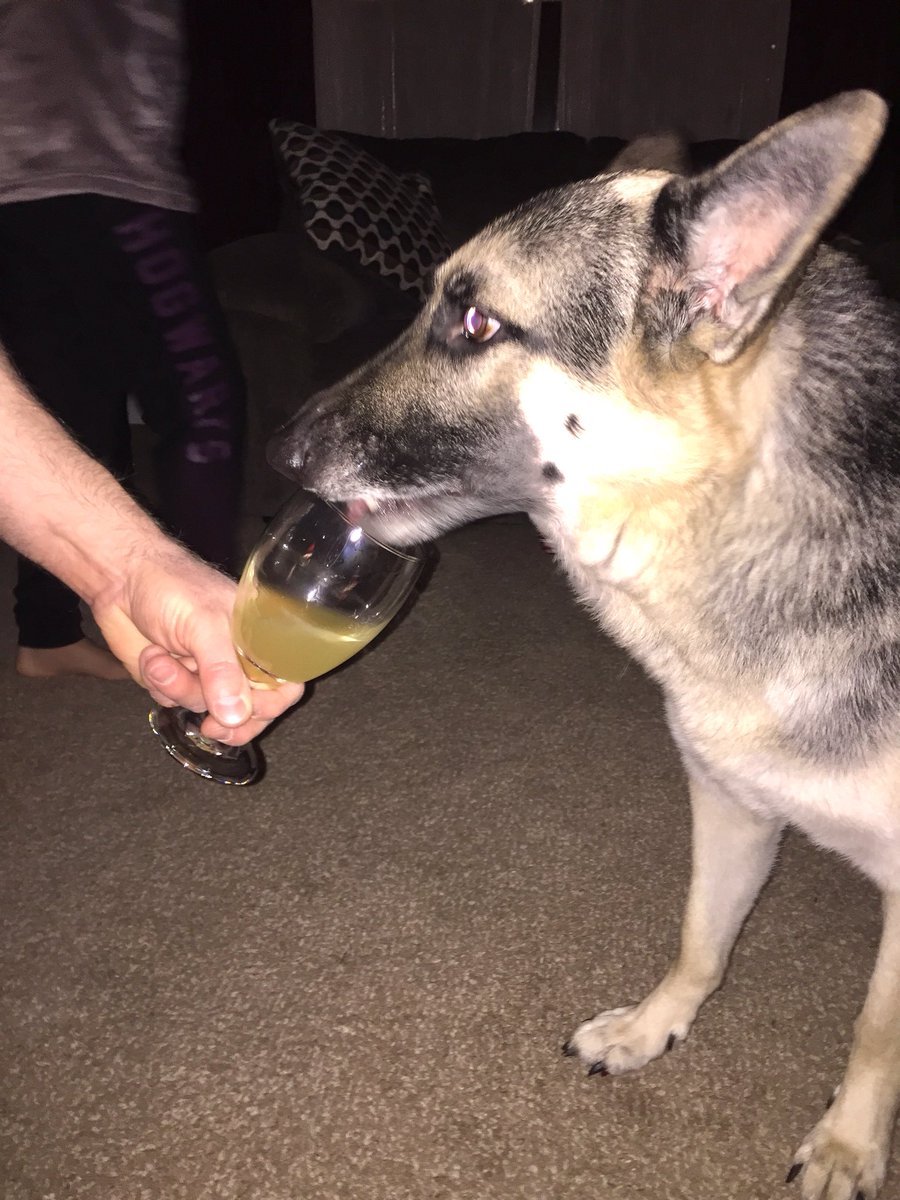 TheLanther's tweet photo. Happy New Year!!! Celebratory toasts for all: champagne for the big humans , sparkling grape juice for the junior human and chicken broth for us dogs!!! 🥂 🍾 🍇 🐓 🐕 https://t.co/Gnxvt97lQd