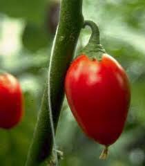 mama_danai's tweet photo. I recently discovered this african eggplant known as Impwa and im about to challenge @theblackchefzw 😂😂😂😂😂 .. it’s so 😋😋|| checkout this hashtag #challengethepro https://t.co/Hk0KQQLVVu