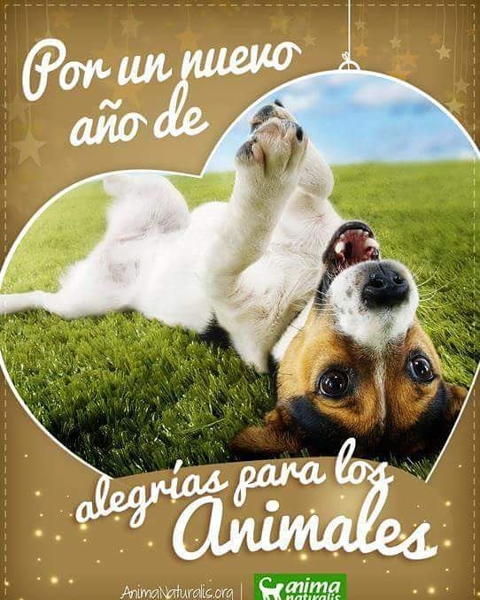 AnimaNaturalis's tweet photo. Llega un nuevo año,brinda compañía y abrigo a un animal que hoy no tiene hogar,saca la carne de tu plato,habla con tus amigos sobre los derechos de los animales.
Haz algo que te nazca del corazón,pero nunca dejes de actuar para hacer de este mundo,uno más feliz y justo para todos https://t.co/ik6XtMjCUk