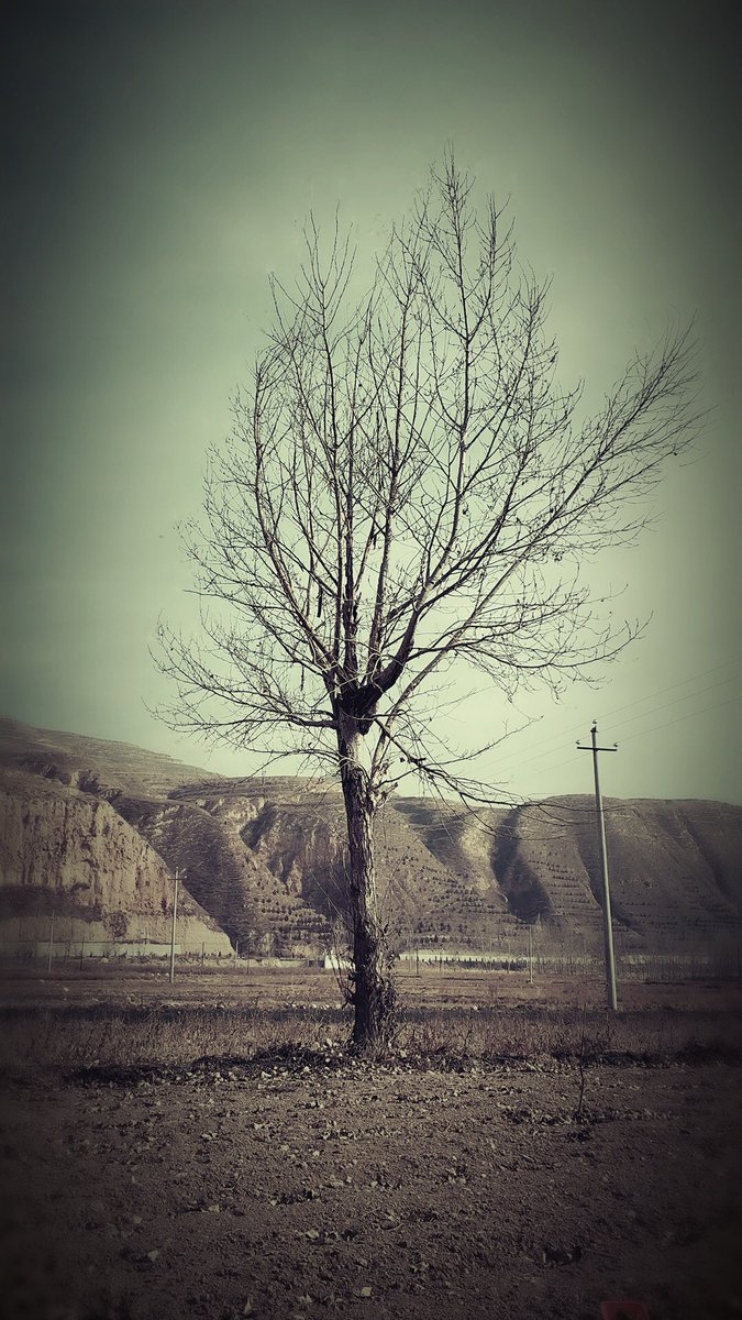 Azadaaa_'s tweet image. Plants are prettier in winter