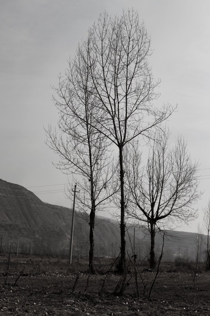 Azadaaa_'s tweet image. Plants are prettier in winter