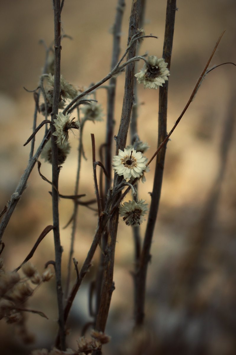 Azadaaa_'s tweet image. Plants are prettier in winter