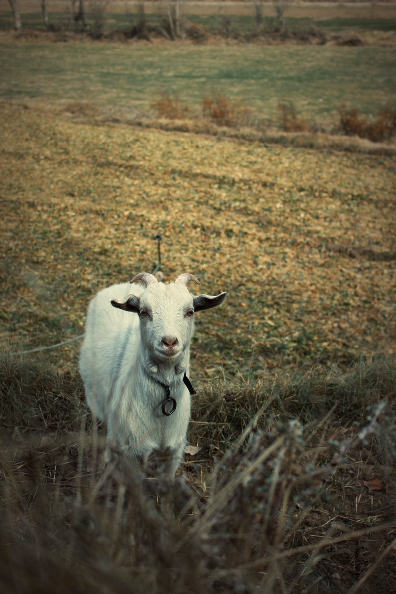 Azadaaa_'s tweet image. Winter Nature Sheep