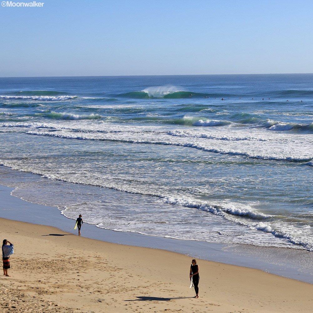 Golden Breed Surf tweet media