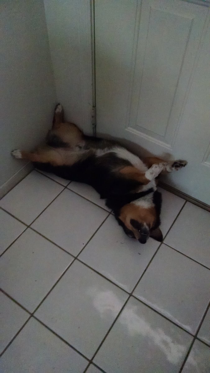 dathaikufool's tweet photo. Ruff Life Finding Place
Space For Nap Waiting #NewYears
Fears #Celebration…
Spaces Out “#Resolution”
Situation~Surfaces!
#DatFool’s #GrandPaw #tanka #poetry #corgi
#MrCorgi #grandpuppy #DogsOfTwitter https://t.co/zYD2W4CHpL