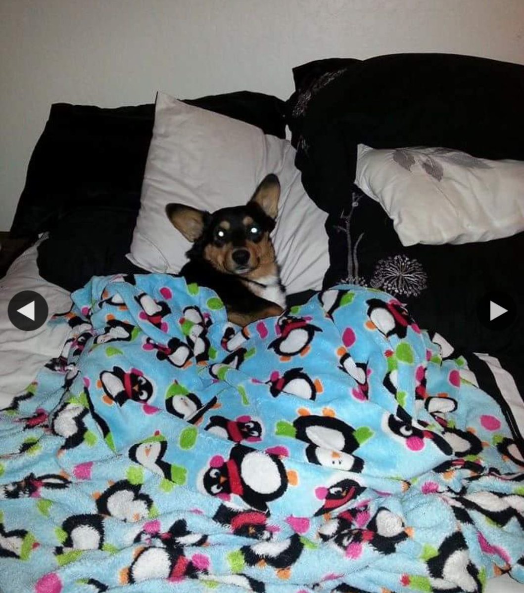 dathaikufool's tweet photo. Ruff Life Finding Place
Space For Nap Waiting #NewYears
Fears #Celebration…
Spaces Out “#Resolution”
Situation~Surfaces!
#DatFool’s #GrandPaw #tanka #poetry #corgi
#MrCorgi #grandpuppy #DogsOfTwitter https://t.co/zYD2W4CHpL