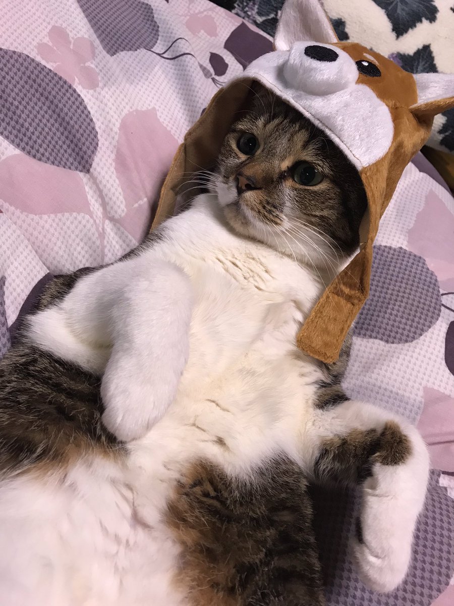 175milk's tweet image. イッヌ