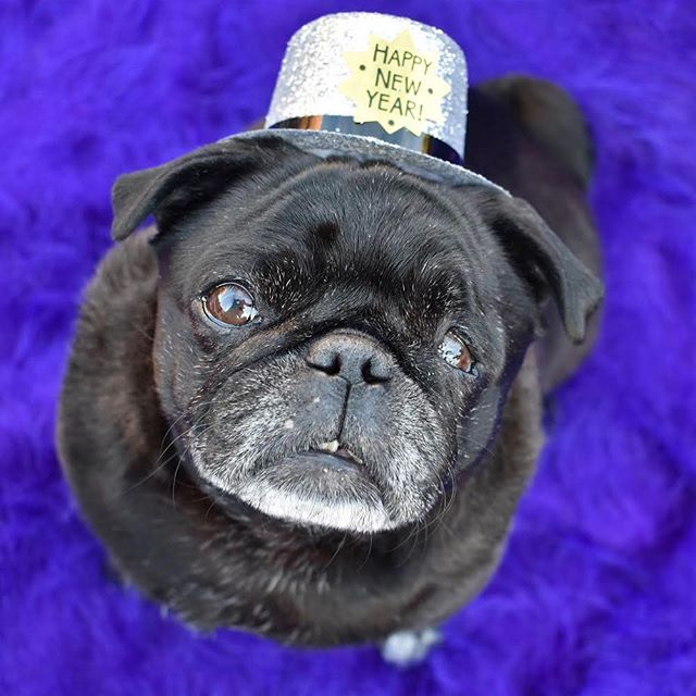 nursenebbie's tweet photo. #spcala #pugfashions #partylikeits2018🎉 #rescuepugsofinstagram #goodbye2017🎉 #nebbie🐽 #adoptdontshop🐾 #seniorpugsofinstagram https://t.co/hatGrrjYzj