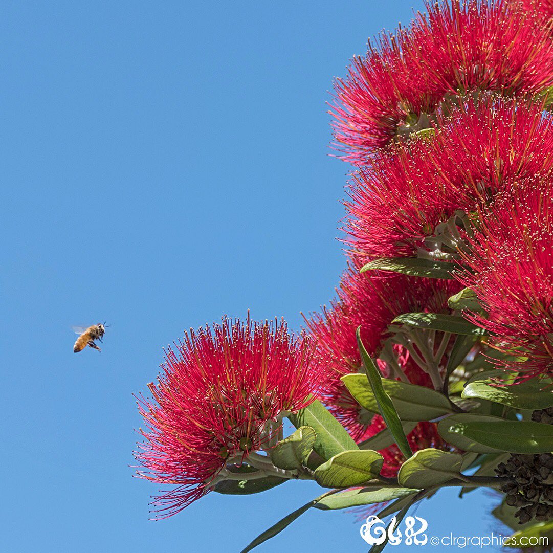 AbsolutelyKiwi's tweet photo. Hapbee 2018 #Aotearoa! What a beautiful day to start to 2018 in #sunnyDunedin #DunnerStunner #dunedinnz #dunedin #NZ2018 #NZ #OtagoNZ #seenindunedin #NZnature #UrbanNatureDUN #Rātā #NZbees #PortChalmers https://t.co/9Krt5M0lzT