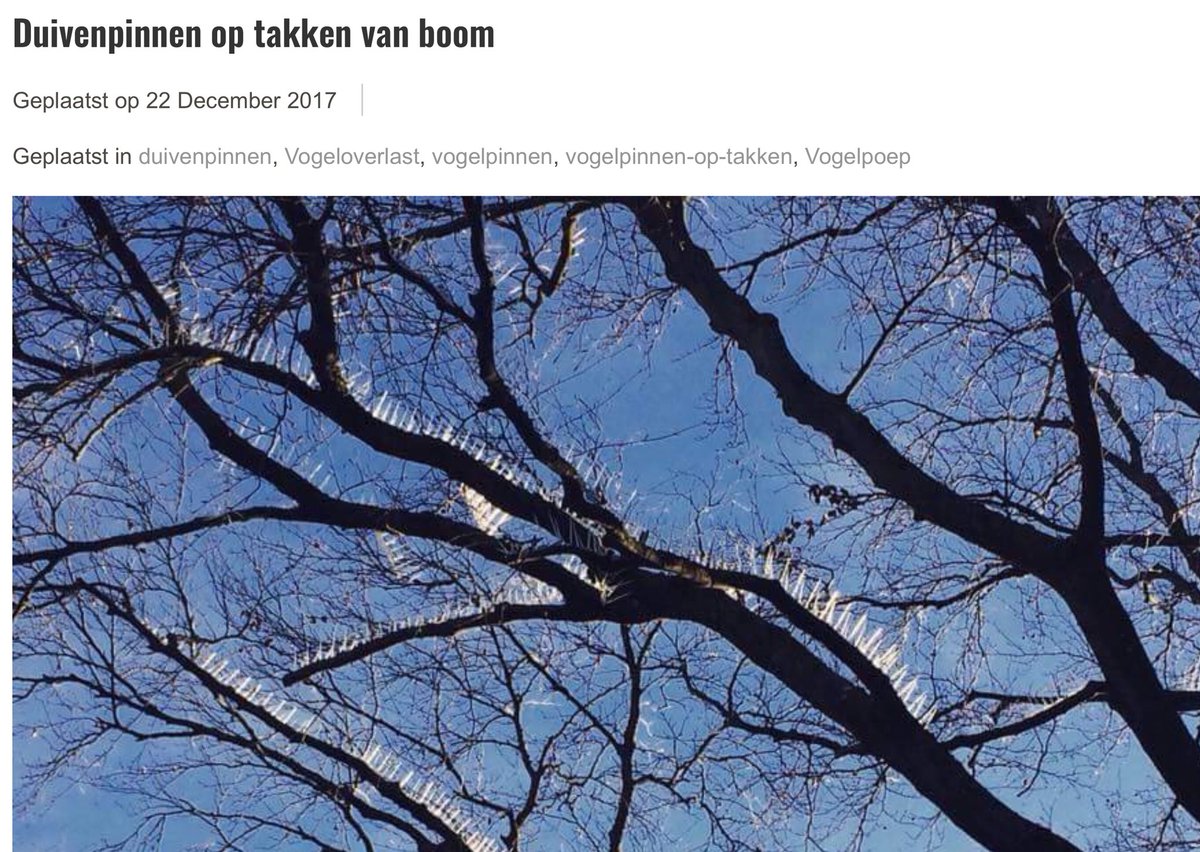 Vogelafweer's tweet photo. Interview “Duivenpinnen op takken boom Bristol” terug luisteren en lezen, kan via deze link:
https://t.co/kQ7Uj7VkyD https://t.co/AQhfwuCPaY