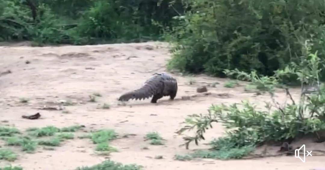 kpczim's tweet photo. A good New Year's Day story: scurrying across the sand, this shy #pangolin is put back into the wild somewhere in Limpopo, SA yesterday. Two people - likely behind her capture for the illegal wildlife trade - arrested. Source: Hemmersbach Rhino Force on FB. https://t.co/I4hah5hFSn