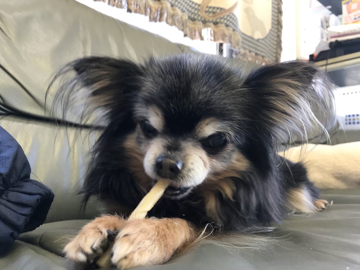 White_Splendor's tweet photo. あけましておめでとうございます(^ ^)

やってきました2018年！
みなさん！戌年ですよ🐶💕

今年もホワイトスプレンダーを
よろしくお願い致しますm(_ _)m https://t.co/d1FSnvJ7uu